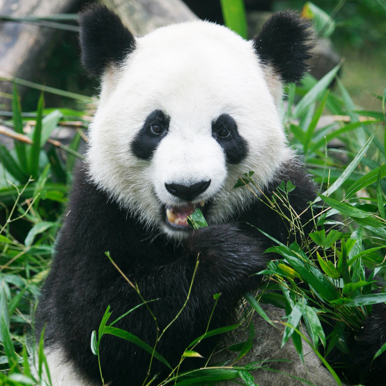 panda syö bambua