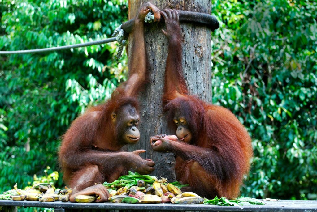 Vähän vanhemmat orangit saavat lounaansa yhteiseltä ruokintatasanteelta.