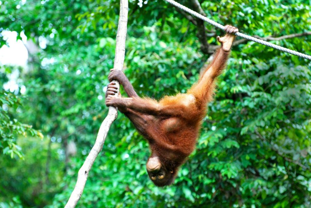 Orangit ovat taitavia kiipeilijöitä. Sanotaan, että silloin kun Borneon saari oli vielä kauttaaltaan metsän peitossa, oranki pystyi kulkemaan saaren halki laskeutumatta kertaakaan maahan.