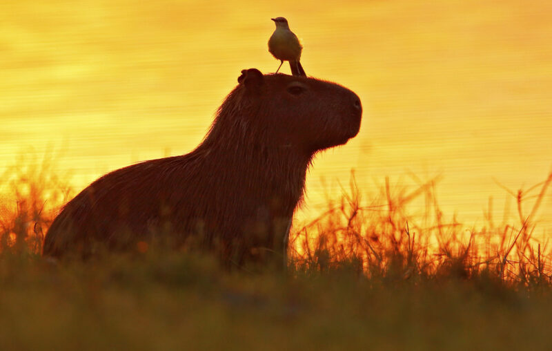 Kapybara ilta-auringossa. 
