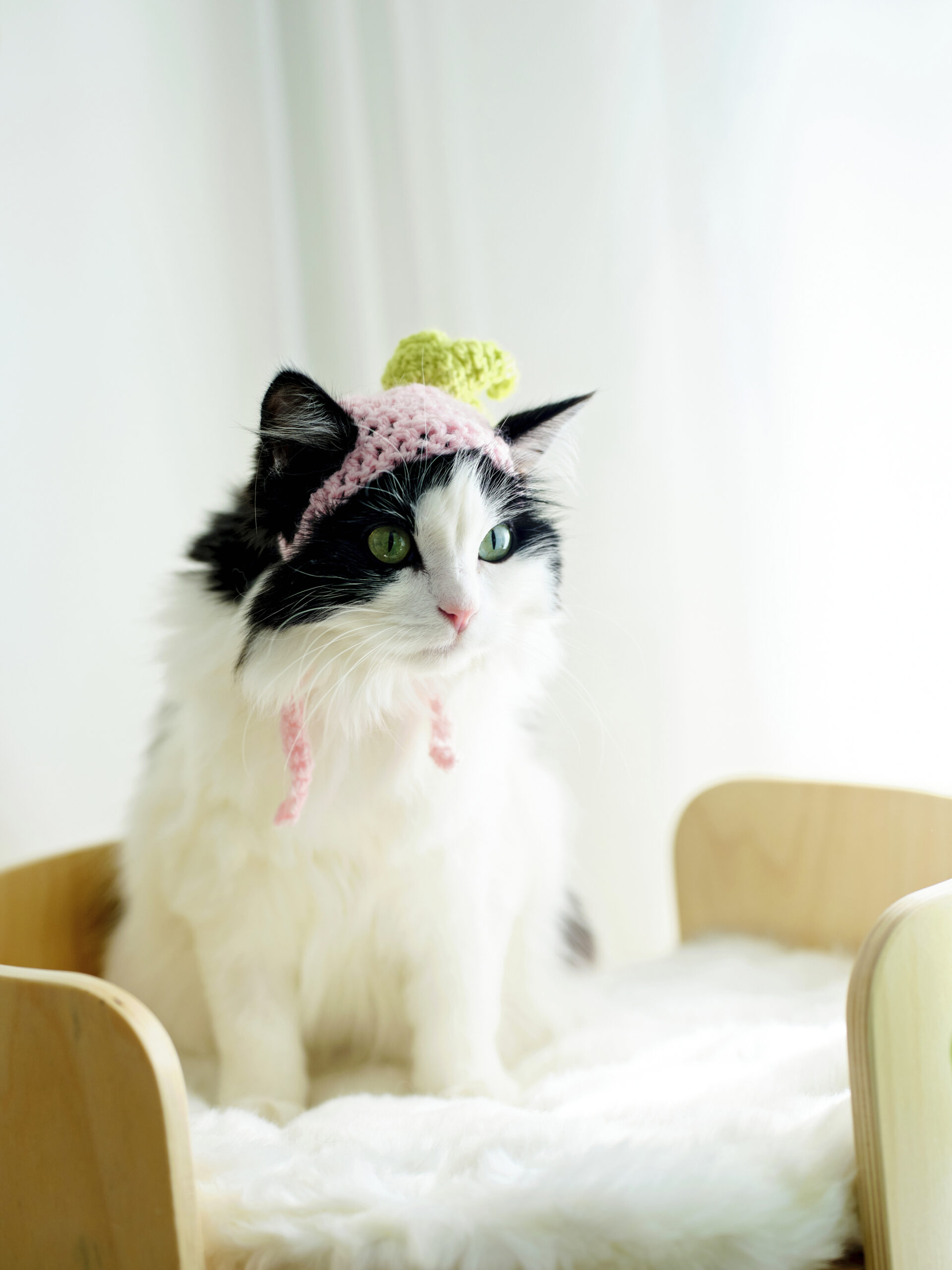Mauri-kissa istuu pesässään virkattu hattu päässään. 