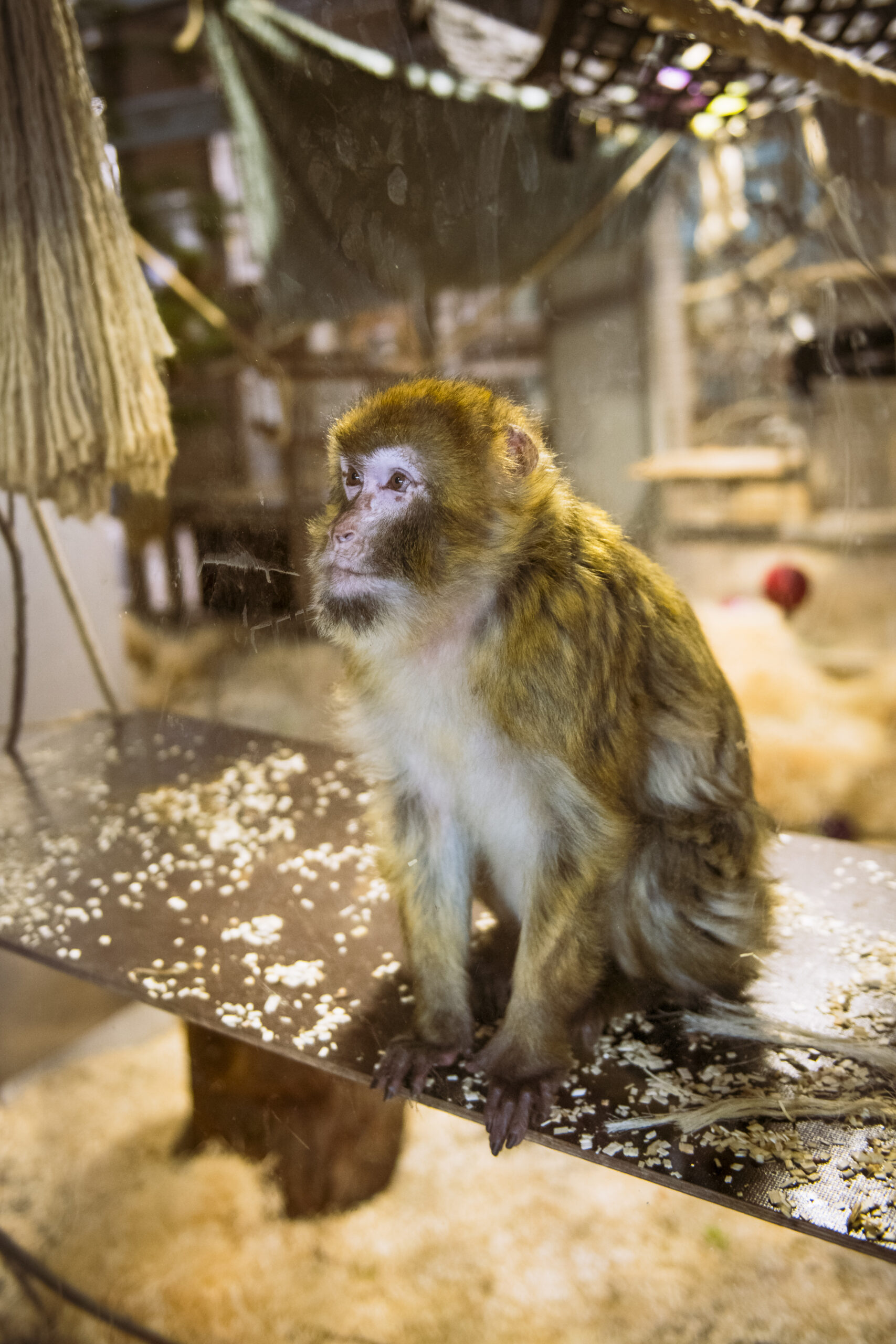 Ruskea Moki-apina ja laumatoverit voivat viettää talven Korkeasaaren eläintarhan sisätilossa tai halutessaan mennä myös ulkotiloihin.
