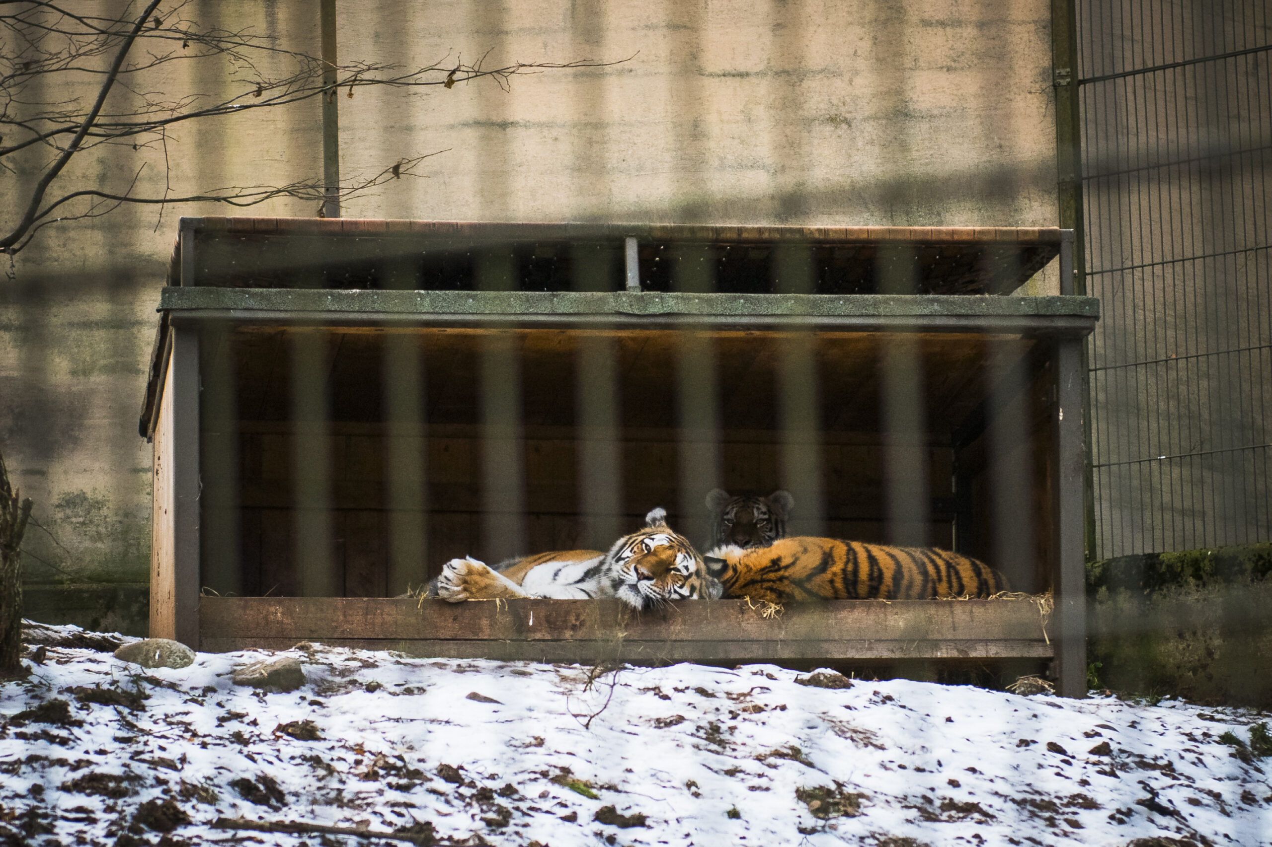 Kuva tiikeriaitauksesta, jossa tiikerit makoilevat. Ympärillä on lunta.
