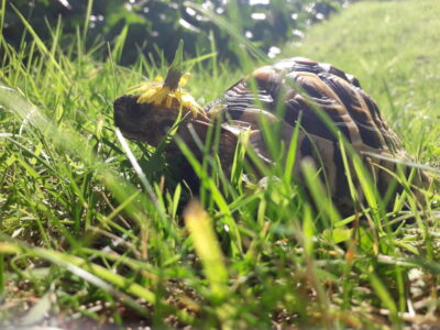 Kilpikonna Jelly ruohikossa.