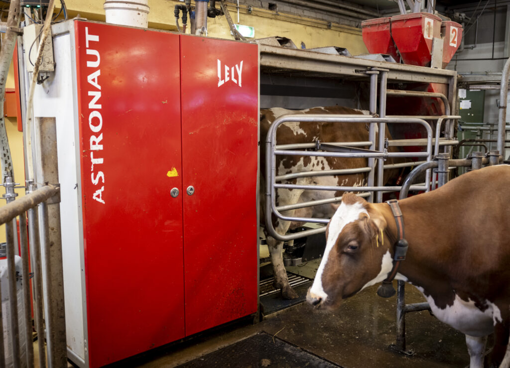 Viikin tutkimustilalla lypsyn hoitaa punainen lypsyrobotti. Yksi lehmä on juuri lypsyllä ja toinen odottaa robotin edessä.
