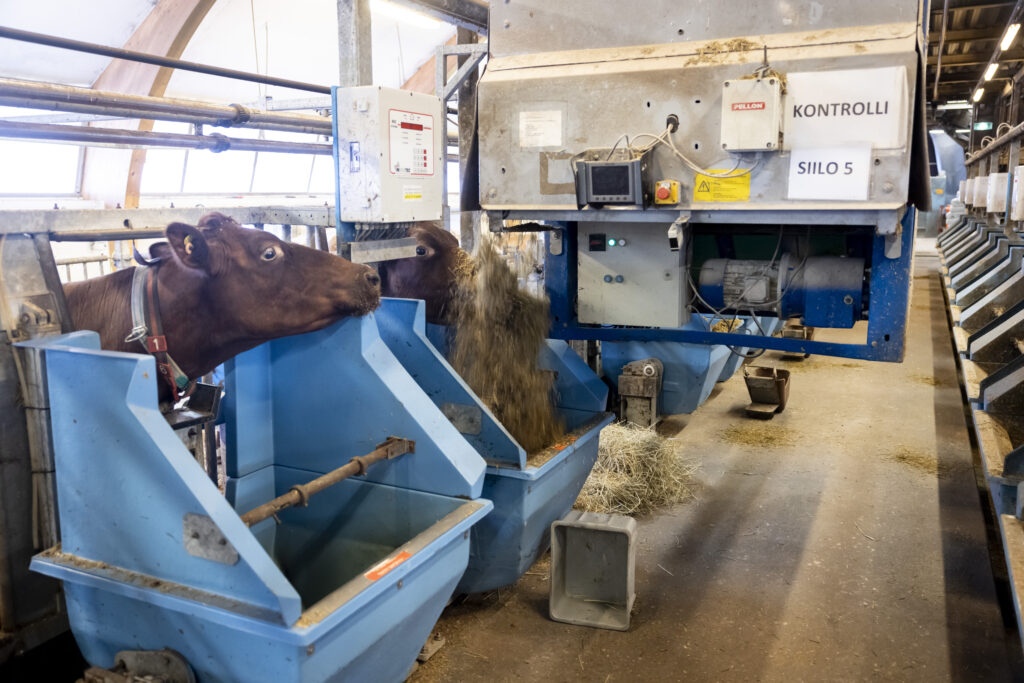 Viikin tutkimustilassa rehu tippuu lehmille sinisestä ruokkijasta, joka roikkuu navetan katosta.
